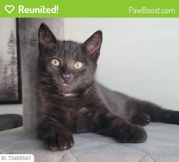 Reunited Female Cat last seen 197th and 55A, Langley, BC 