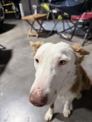 Found/Stray Female Dog last seen 36th and E Vineyard rd., Phoenix, AZ 85042