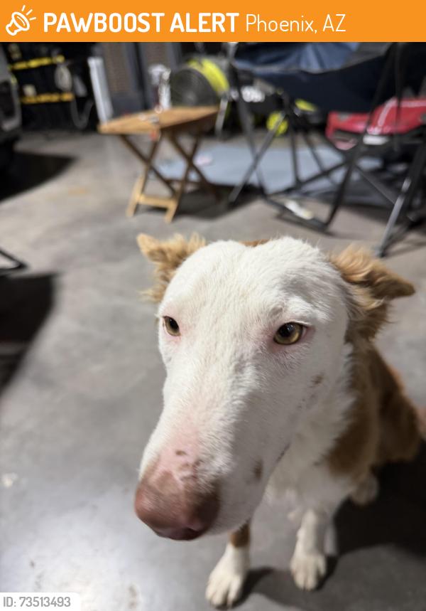 Found/Stray Female Dog last seen 36th and E Vineyard rd., Phoenix, AZ 85042