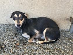 Shelter Stray Female Dog last seen , , CA, 1101 29th Ave, Oakland, CA 94601, USA