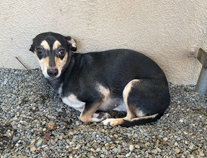 Shelter Stray Female Dog last seen , , CA, 1101 29th Ave, Oakland, CA 94601, USA