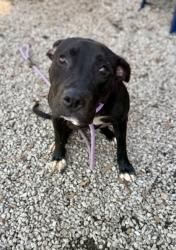 Shelter Stray Female Dog last seen Near Preston Drive, 30034, GA, 3280 Chamblee Dunwoody Rd, Chamblee, GA 30341, USA