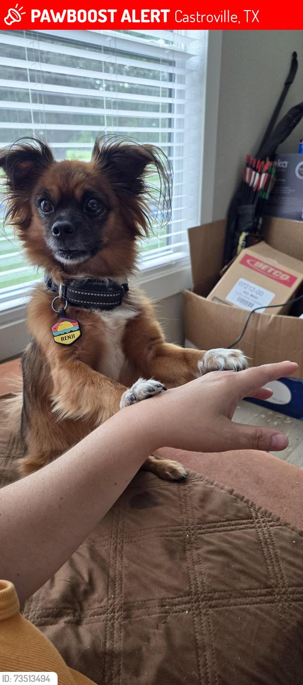 Lost Male Dog last seen CR 469/CR 4612, Castroville, TX 78009