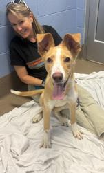 Shelter Stray Male Dog last seen Near Briarcliff Gables Circle NE, 30329, GA, 3280 Chamblee Dunwoody Rd, Chamblee, GA 30341, USA