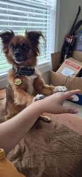 Lost Male Dog last seen CR 469/CR 4612, Castroville, TX 78009
