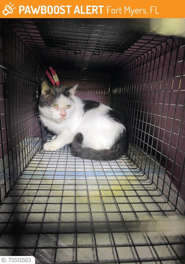 Found/Stray Unknown Cat last seen College & Winkler, Fort Myers, FL 33919