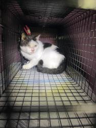 Found/Stray Unknown Cat last seen College & Winkler, Fort Myers, FL 33919