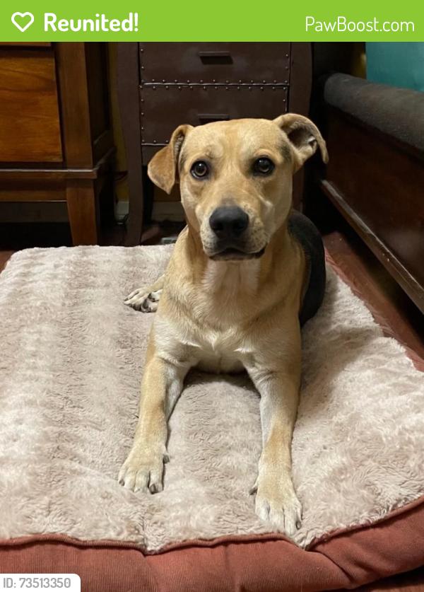 Reunited Male Dog last seen Cypress / citrus, Covina, CA 91722