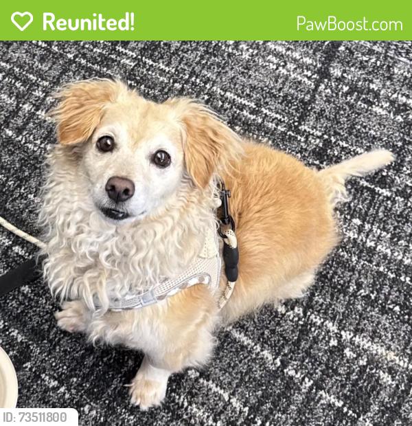 Reunited Female Dog last seen Near Newhall Rd, Charlotte, NC 28270