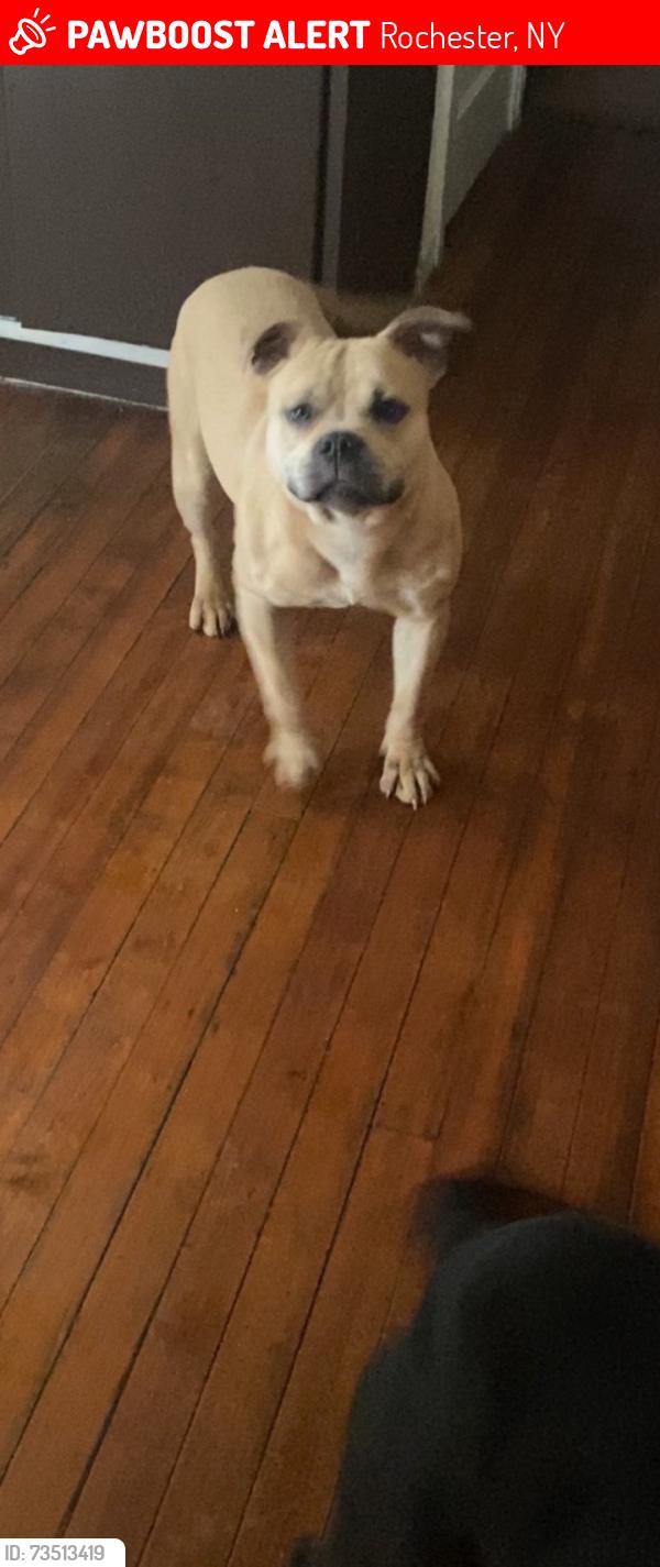 Lost Female Dog last seen Clifford Ave/Baycliff Dr, Rochester, NY 14609