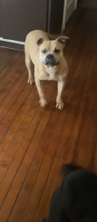 Lost Female Dog last seen Clifford Ave/Baycliff Dr, Rochester, NY 14609