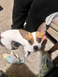 Lost Male Dog last seen Irving, Irving, TX 75060