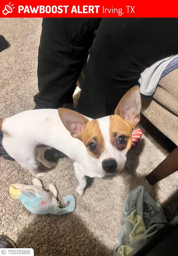 Lost Male Dog last seen Irving, Irving, TX 75060