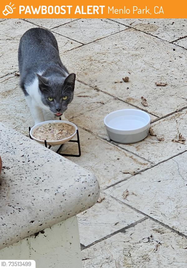 Found/Stray Unknown Cat last seen Cross Streets Palo Alto Way and Vine, Menlo Park, CA 94025