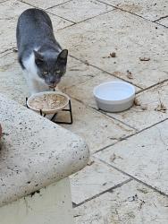 Found/Stray Unknown Cat last seen Cross Streets Palo Alto Way and Vine, Menlo Park, CA 94025