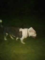 Reunited Unknown Dog last seen Near block avon rd sw, Roanoke, VA 24015