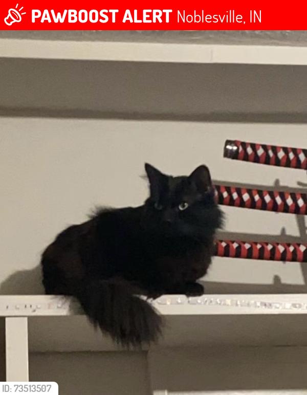 Lost Male Cat last seen Near Logan street Noblesville Indiana, Noblesville, IN 46060