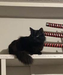 Lost Male Cat last seen Near Logan street Noblesville Indiana, Noblesville, IN 46060