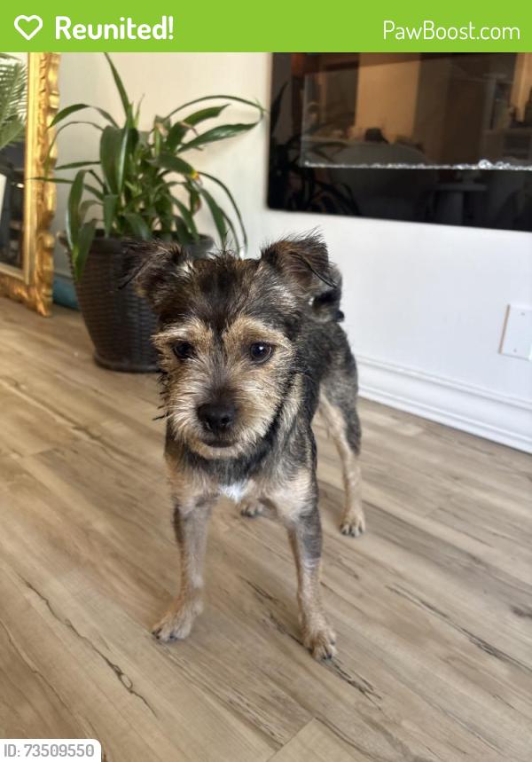 Reunited Male Dog last seen Near S Grand Ave, Los Angeles, CA 90015, USA, Los Angeles, CA 90015