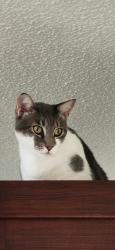 Lost Male Cat last seen Verona Oceanside development, Ormond Beach, FL 32176