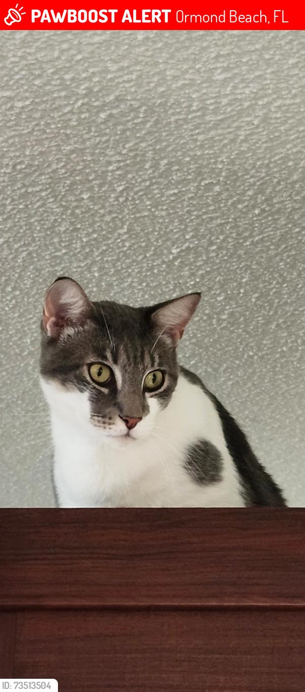 Lost Male Cat last seen Verona Oceanside development, Ormond Beach, FL 32176