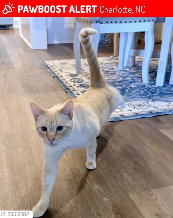 Lost Male Cat last seen Blu South Townhomes near Sterling Elementary, Charlotte, NC 28273