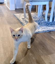 Lost Male Cat last seen Blu South Townhomes near Sterling Elementary, Charlotte, NC 28273