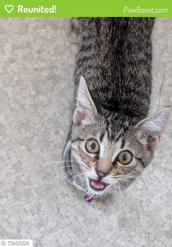 Reunited Male Cat last seen West Adams Height Park, Los Angeles, CA 90018