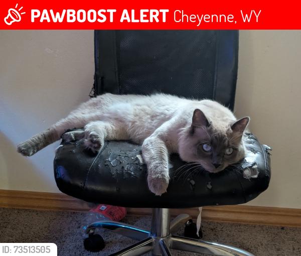 Lost Male Cat last seen Near land court, Cheyenne, WY 82001