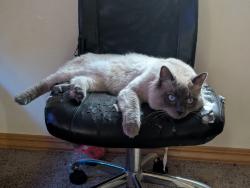 Lost Male Cat last seen Near land court, Cheyenne, WY 82001