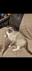 Reunited Male Cat last seen Shasta Ave& Serio way, Elk Grove, CA 95823