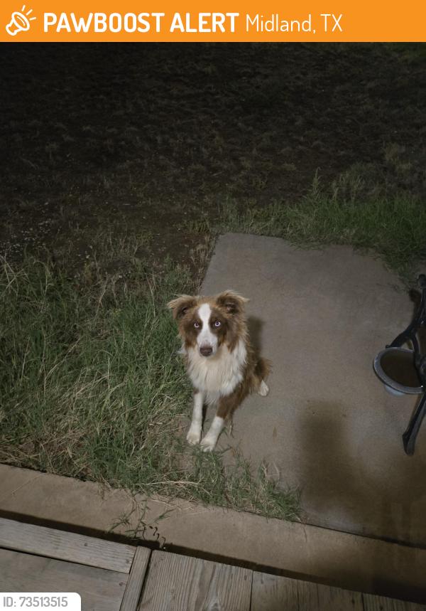 Found/Stray Unknown Dog last seen Thomason dr., Midland, TX 79703