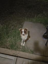 Found/Stray Unknown Dog last seen Thomason dr., Midland, TX 79703