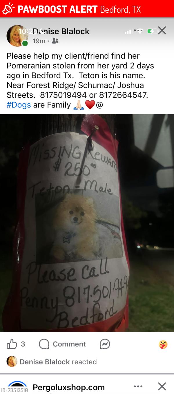 Lost Male Dog last seen Forest Ridge/Schumac/Joshua, Bedford, TX 76022