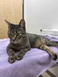 Lost Male Cat last seen Shea & Scottsdale, Scottsdale, AZ 85254