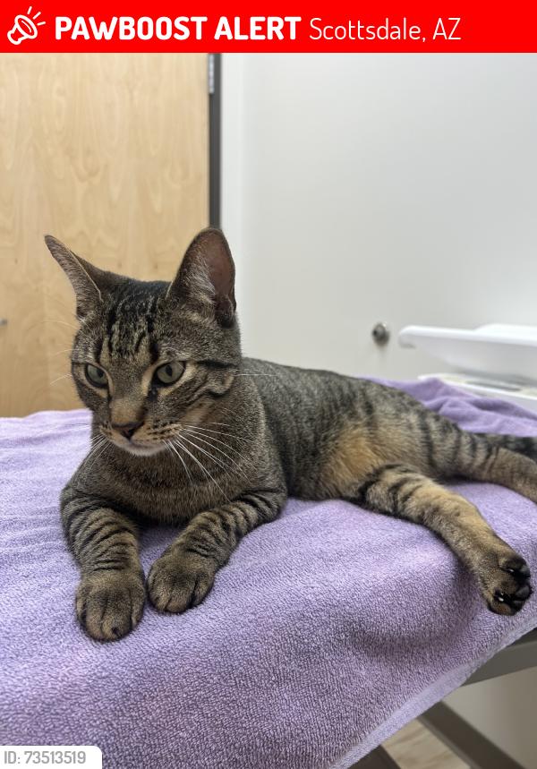 Lost Male Cat last seen Shea & Scottsdale, Scottsdale, AZ 85254