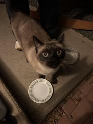 Found/Stray Unknown Cat last seen Putnam elementary in Fort Collins CO, Fort Collins, CO 80521