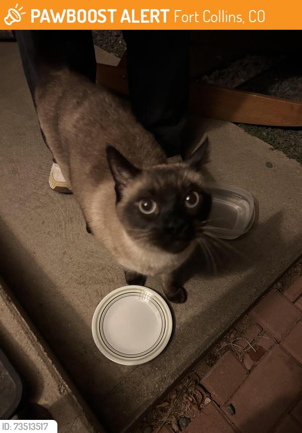 Found/Stray Unknown Cat last seen Putnam elementary in Fort Collins CO, Fort Collins, CO 80521