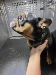 Shelter Stray Male Dog last seen Near Caldwell Lane, DEL VALLE, TX, 78617, 7201 Levander Loop bldg a, Austin, TX 78702, USA