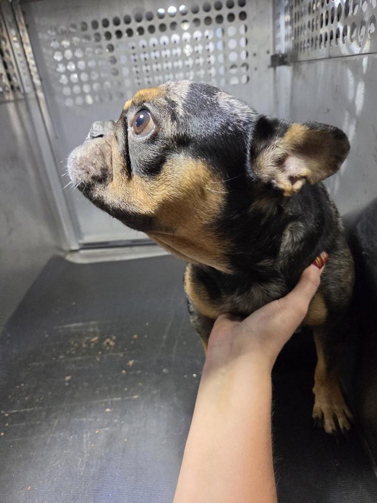 Shelter Stray Male Dog last seen Near Caldwell Lane, DEL VALLE, TX, 78617, 7201 Levander Loop bldg a, Austin, TX 78702, USA