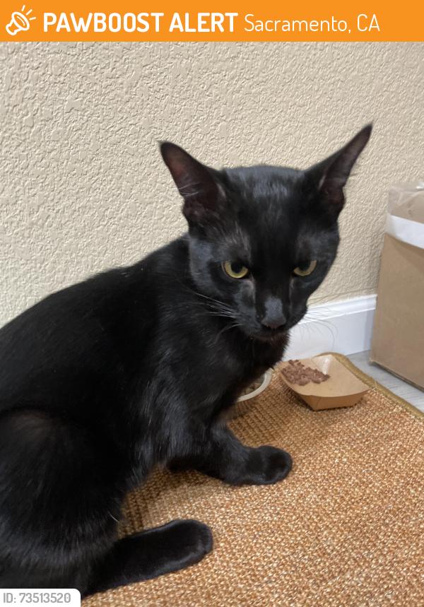 Found/Stray Male Cat last seen Near T Street, corner of southside park, Sacramento, CA 95811