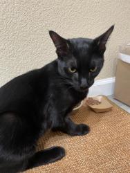Found/Stray Male Cat last seen Near T Street, corner of southside park, Sacramento, CA 95811