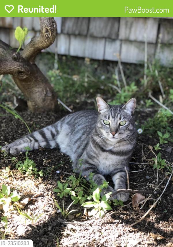 Reunited Female Cat last seen Regent and russell, Berkeley, CA 94705