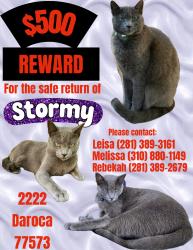 Reunited Female Cat last seen Mar Bella, first Block behind Clear Falls, League City, TX 77573