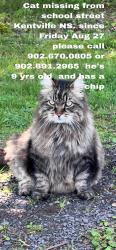 Lost Male Cat last seen Kentville Post Office, Kentville, NS B4N 2P9