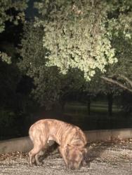 Found/Stray Female Dog last seen By McKenna Park, Denton, TX 76201