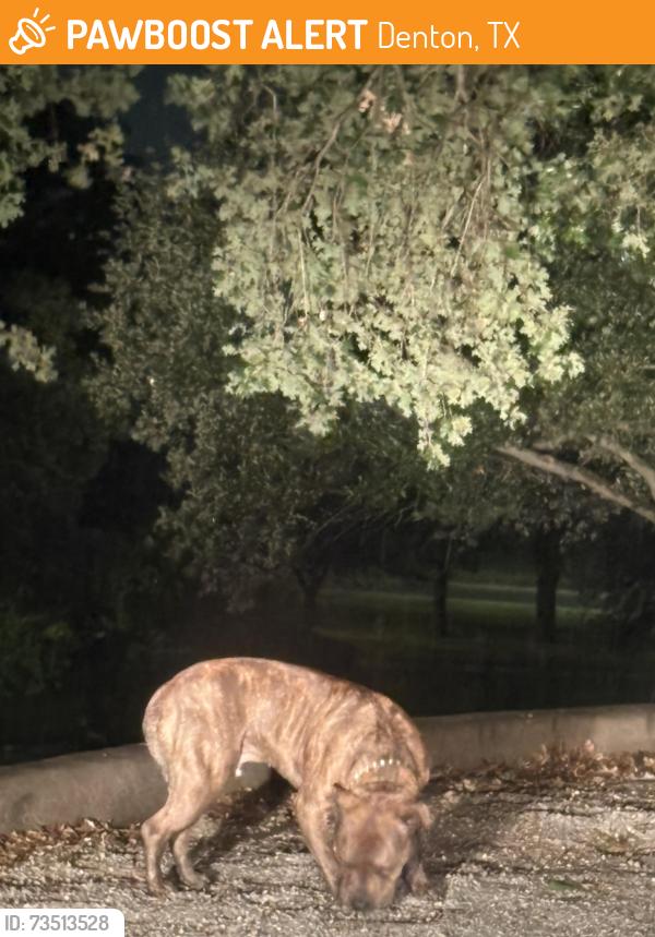Found/Stray Female Dog last seen By McKenna Park, Denton, TX 76201