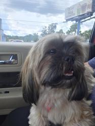 Reunited Female Dog last seen Votaw and thompson, Apopka, FL 32703