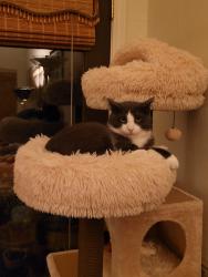 Lost Male Cat last seen In the backyard of Taylor Blvd, Millbrae, CA 94030
