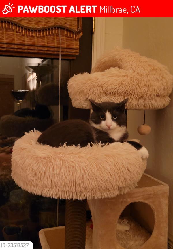 Lost Male Cat last seen In the backyard of Taylor Blvd, Millbrae, CA 94030